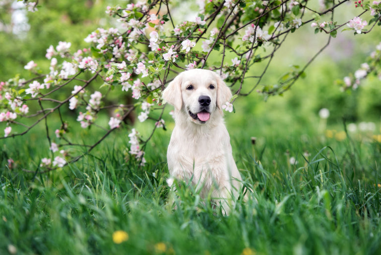 Tipps für Halter von Hunden und Katzen mit Pollenallergien Card Image