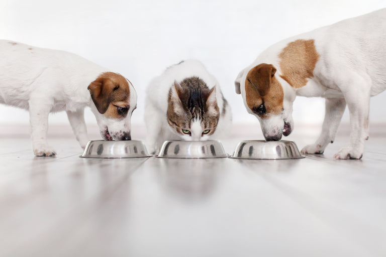 Wie funktioniert eine Ausschlussdiät bei Hunden und Katzen? Card Image