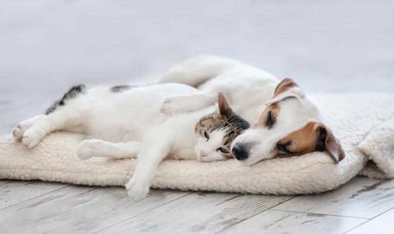 Chronische Entzündungen bei Hunden und Katzen Card Image