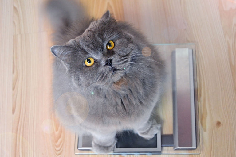 Ist meine Katze zu dick? Card Image