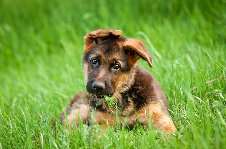 Bauchspeicheldrüsenschwäche beim Hund Card Image