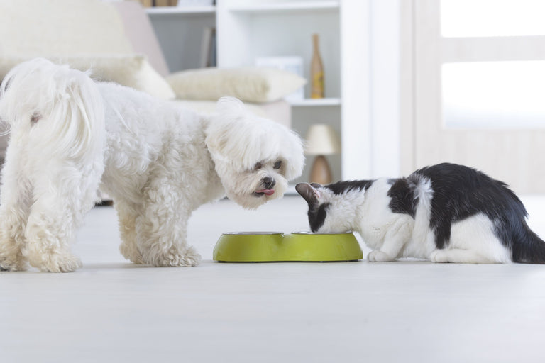 Wie wirken Spezialfutter für zuckerkranke Hunde und Katzen? Card Image