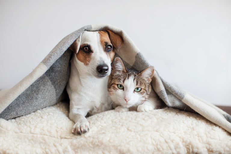 Ernährung leberkranker Hunde und Katzen Card Image