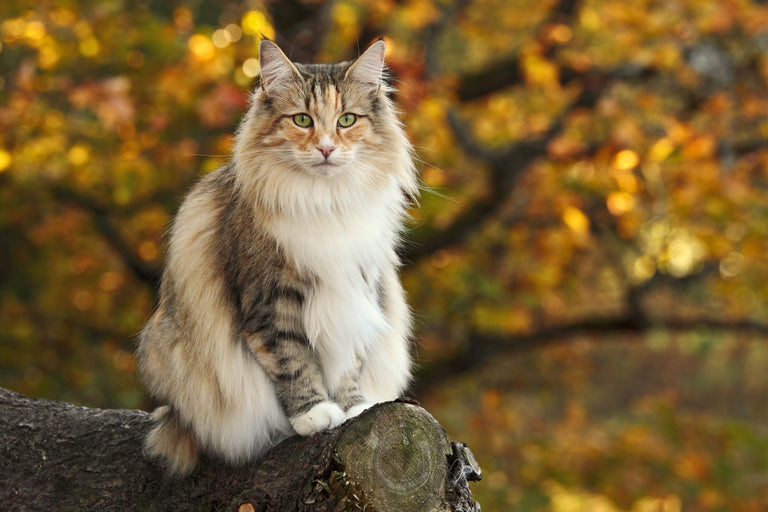 Was tun gegen Haarballen bei Katzen? Card Image