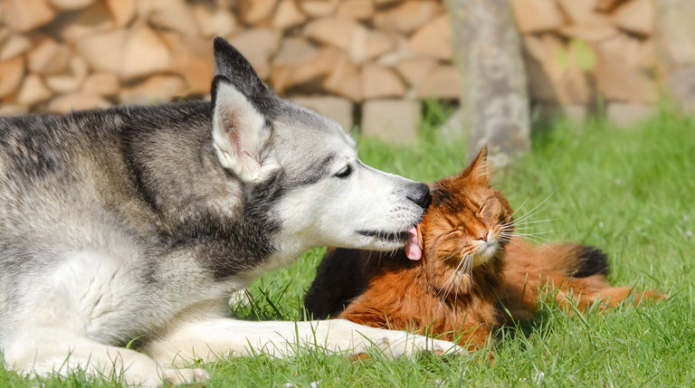 Hautpflege für Katzen und Hunde mit Allergien Card Image