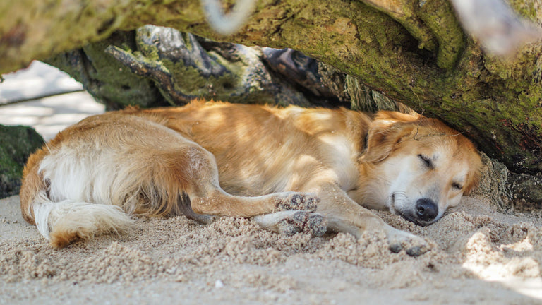 Hitzschlag bei Hunden Card Image