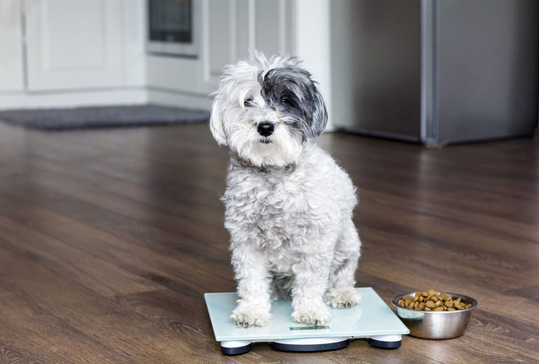 So klappt das Abnehmen auch bei Ihrem Hund Card Image