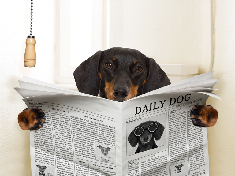 Akuter Durchfall beim Hund Card Image