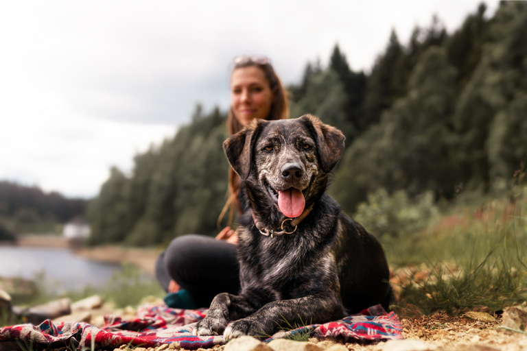Wann ist mein Hund ein Senior?