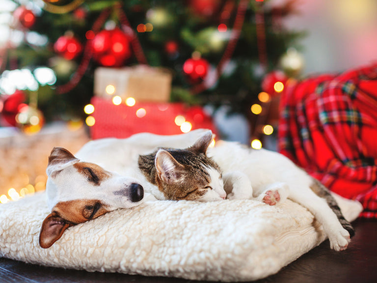 So feiern Sie Weihnachten tiergerecht und sicher Card Image