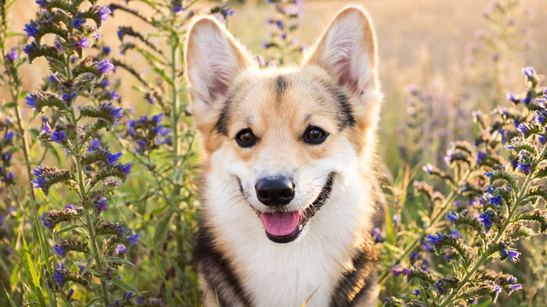 Probiotika für Hunde