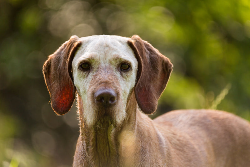 Alter Hund mit weißem Fell um Nase und Augen schaut in die Kamera.
