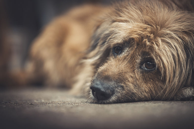 Hills i/d Stress: Für alle Hunde, denen Stress leicht auf den Magen schlägt Card Image