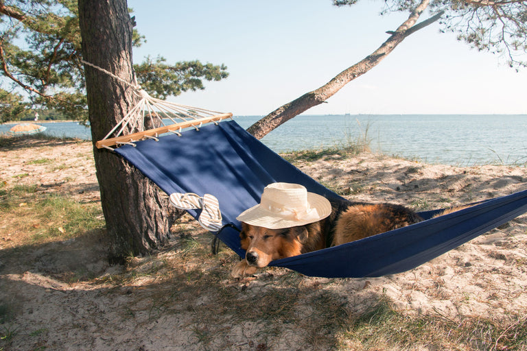 Ist Ihr Hund gegen Parasiten im Urlaubsland geschützt? Card Image