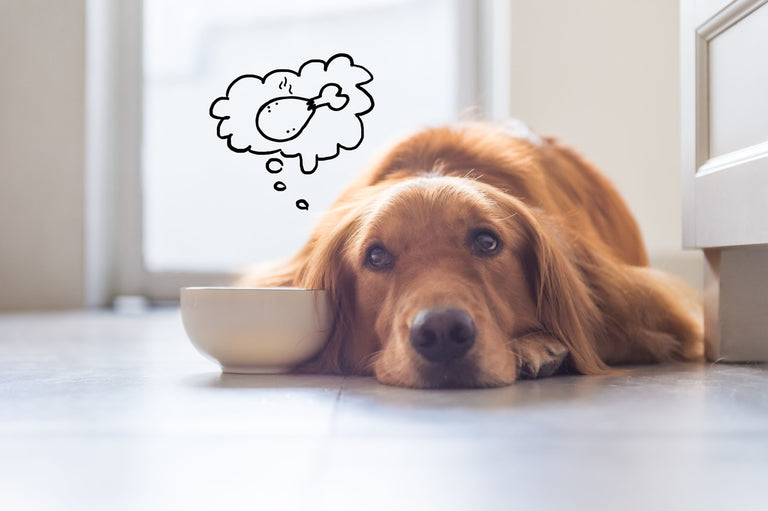 Mit welchem Hundefutter nimmt mein Hund am besten ab? Card Image