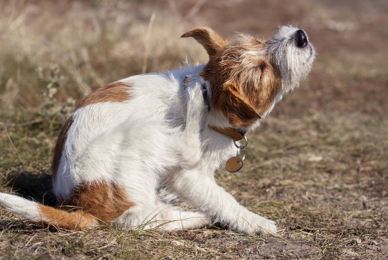 Wieso kratzt mein Hund sich ständig? Card Image