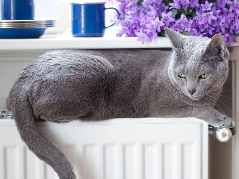 Chronische Niereninsuffizienz bei Katzen Card Image