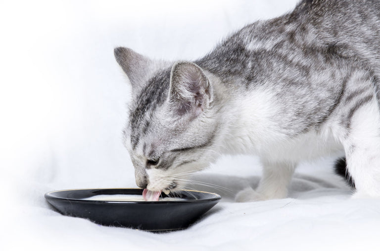 Die häufigsten Irrtümer bei der Katzenfütterung Card Image