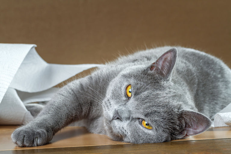 Urinproben von Katzen einzusammeln ist jetzt ganz leicht Card Image