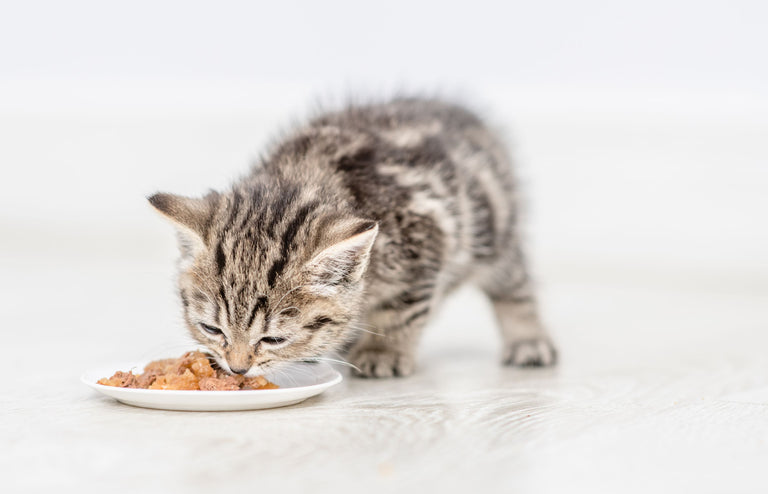 Die beste Ernährung für Katzen im Wachstum Card Image