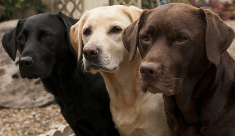 Warum Labrador Retriever zu Übergewicht neigen Card Image