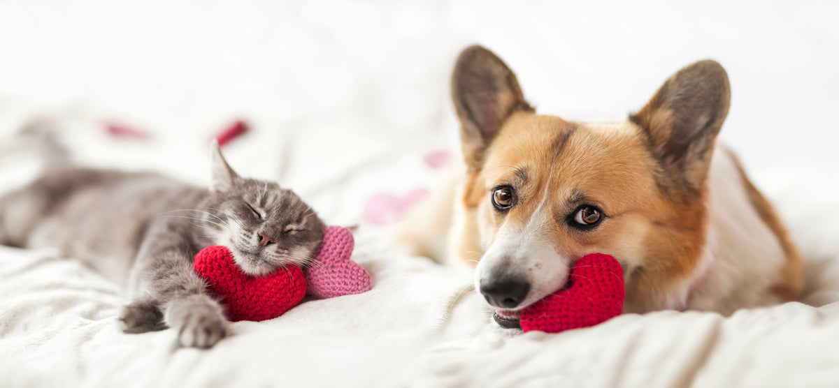 Gesundheit für Hunde und Katzen