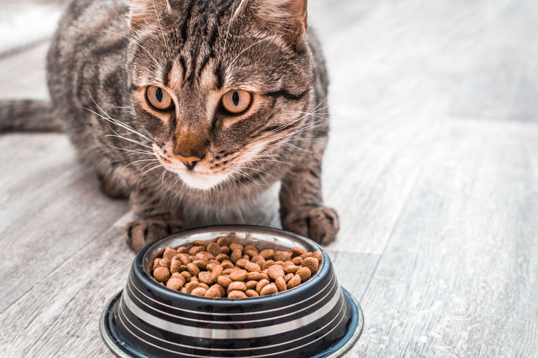 Was tun wenn eine nierenkranke Katze nicht frisst? Card Image