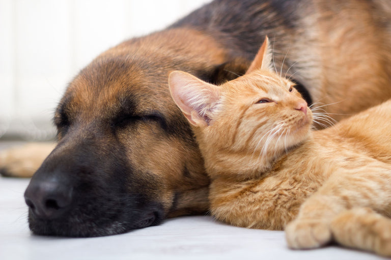 Bauchspeicheldrüsenentzündung bei Hunden und Katzen Card Image