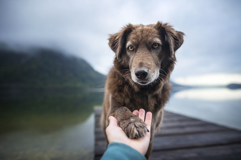 Neu: Smart Paws bietet Versicherungsschutz, wo andere ablehnen Card Image