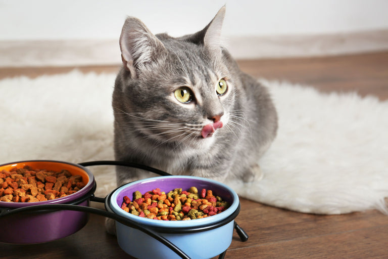 Wie Sie Ihrer Katze neues Katzenfutter schmackhaft machen können Card Image