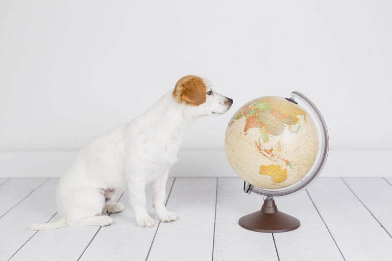 Aktuelle Einreisebestimmungen für Hunde und Katzen Card Image
