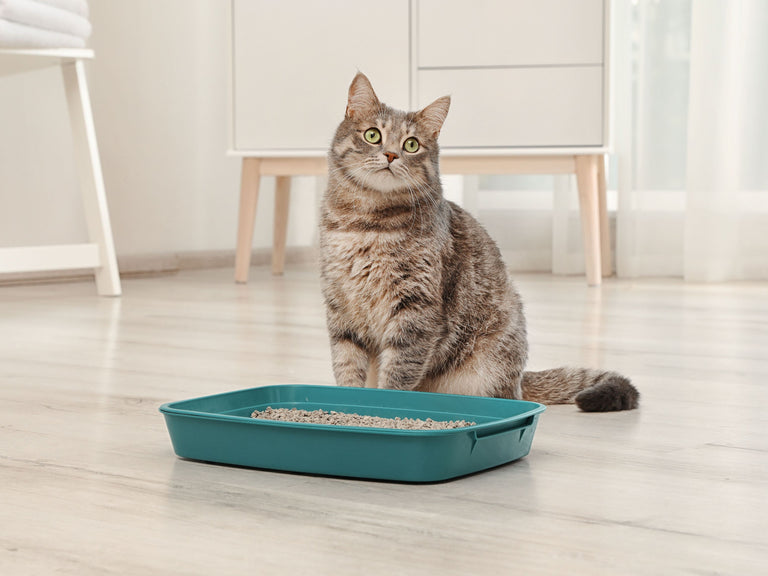 Verstopfung und Megakolon bei Katzen Card Image