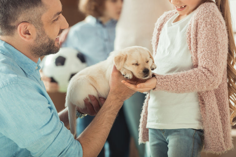 Passt (noch) ein Hund in unser Leben? Card Image