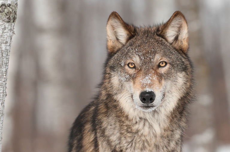 Soll ich meinen Hund ernähren wie einen Wolf? Card Image
