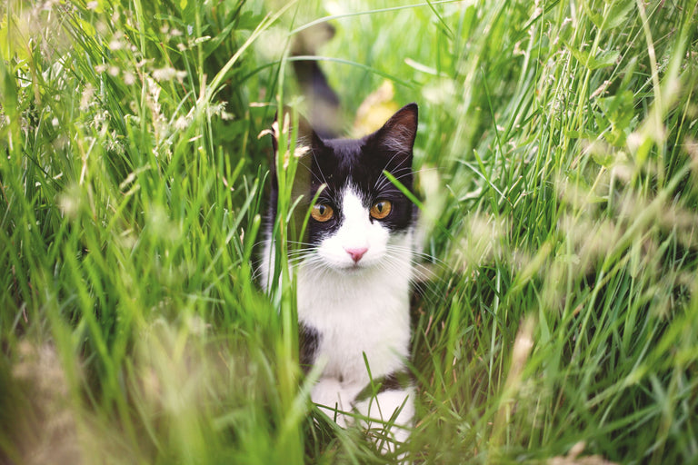 Zeckenschutz für Hund und Katze: Worauf Sie achten sollten Card Image