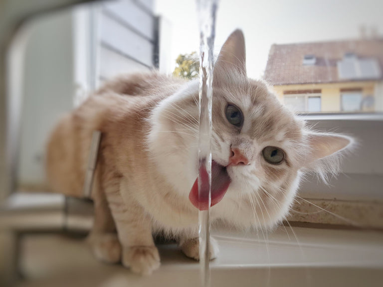 Zuckerkrankheit bei Hund und Katze Card Image