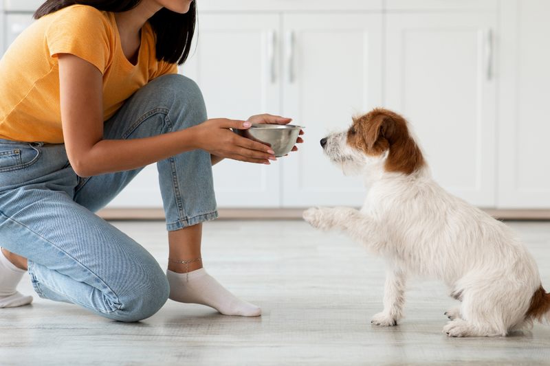Frau gibt Hund sein Futter
