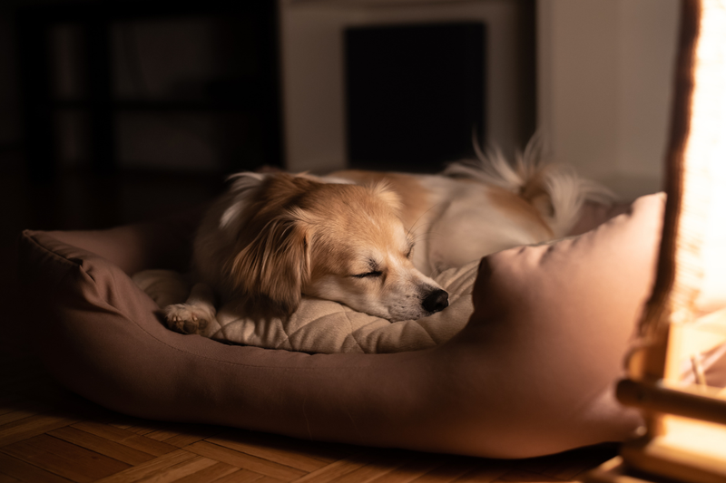 Hund schläft auf einem bequemen Hundebett