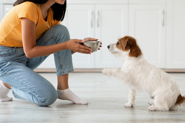 Darmsanierung bei Hunden