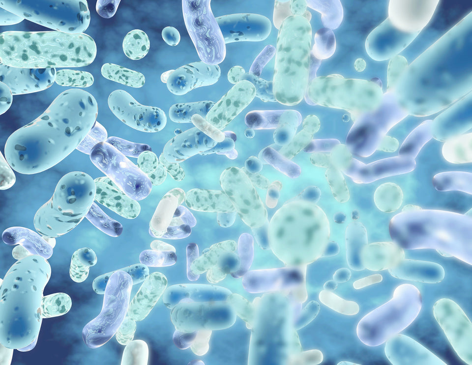 Bacillus velezensis DSM 15544