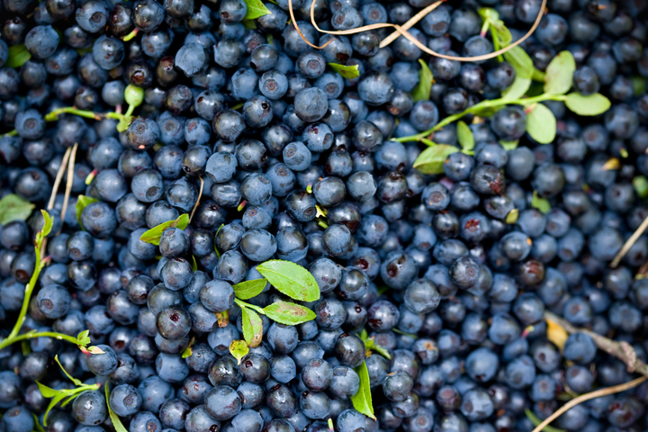 Waldheidelbeeren