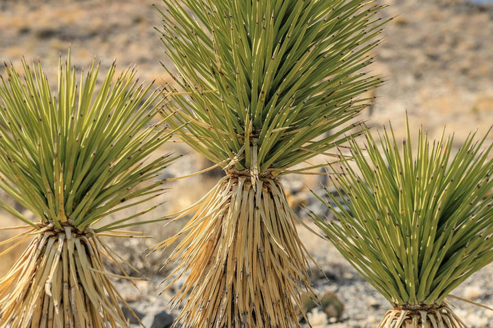 Yucca schidigera